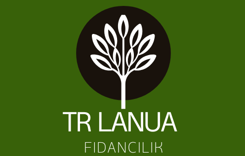 TRlanuafidancılık